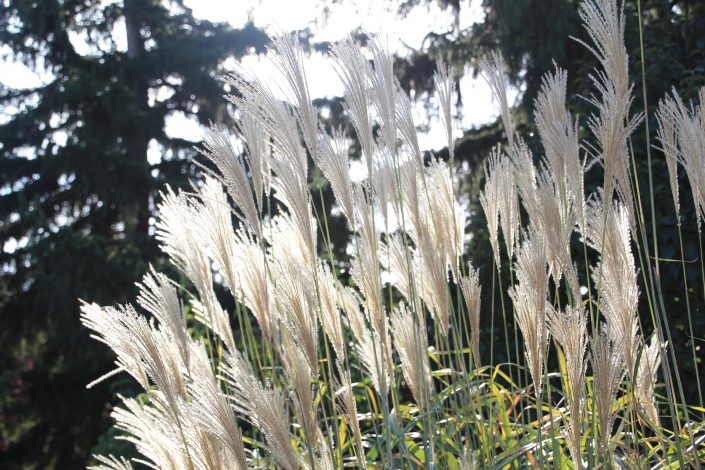 Miscanthus China Schilf