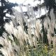 Miscanthus China Schilf