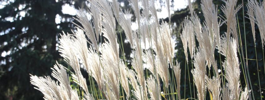 Miscanthus China Schilf