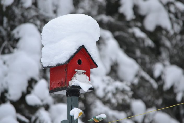 Winter im Garten