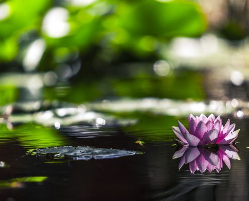 Wasser im Garten