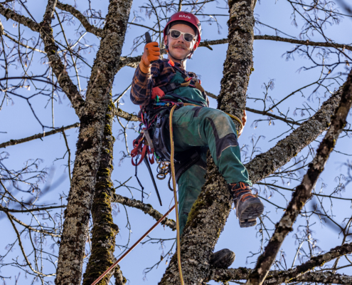 Gärtner und Vorarbeiter Alex beim Baumklettern Garten Reichl Bad Wiessee